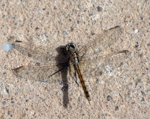 Trithemis annulata